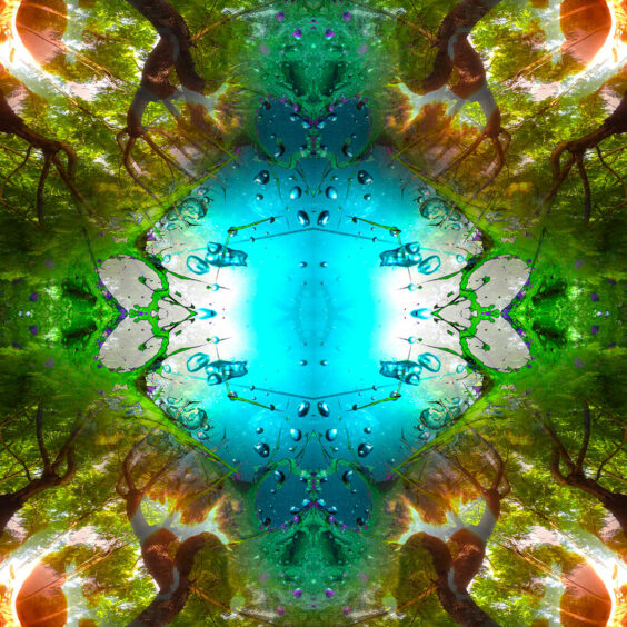 Rainforest